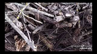 Decorah North Eagles - A look beneath the nest structure RRP built / explore.org  1/2/25