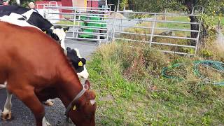 Moooving heifers. Hiehojen siirtoa.