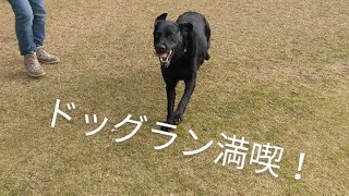 【二代目黒ラブLUNA】お久しぶりの犬の森ポムさんで遊ぶラブラドールLabrador