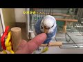 【セキセイインコ】ツンデレですか？いいえ、小悪魔です【かきかきさせて欲しい飼い主】