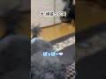 愛犬のぱこさんが実家のふすまこじ開けてぱっぱの所まで来たよ❤︎ 愛犬 ぱこ 犬 トイプードル トイプー プードル 愛知 常滑 常滑推し