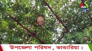 পাখিদের কলকাকলিতে মুখর এখন ভান্ডারিয়া উপজেলা পরিষদ | Bhandaria Upazila Parishad | Mi Television