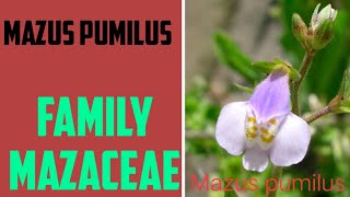 Mazus pumilus plant with detail floral description