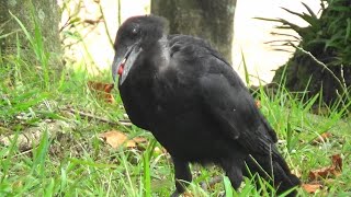 【カラスの集団とアオサギ】『カラスはコブシの実』を銜えるが食べているのかなぁ？