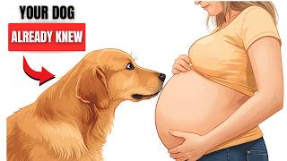 Psychology of Dogs When You're Pregnant (What They Detect First)