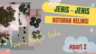 KOTORAN KELINCI PART #2