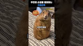 주인의 손길을 좋아하는 프레리독