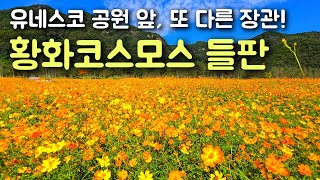 (24년 9월) 넓고 예쁜데 소문 덜 난 황화 코스모스 들판! (연천 재인폭포) #연천여행 #가을여행 #코스모스