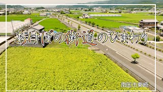 あけぼの街道のひまわり Akebono Highway Sunflowers