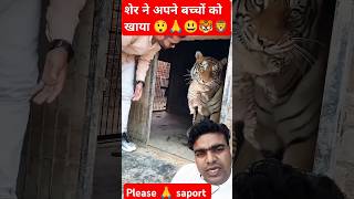 #tiger शेर ने अपने बच्चों को ही कागया #lion #tigerfamily #animals #zoo #shorts #video #viralvideo