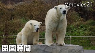 Polar Bears in closing  timeまた明日！閉園時間のホッキョクグマ ララとリラ