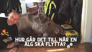 2. Hur går det till när en älg ska flytta?