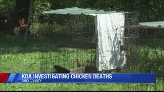 'Mysterious' deaths of poultry at Ohio Co. home investigated