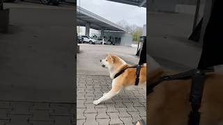 Akita Inu vs. Kangal - The Ultimate Showdown!