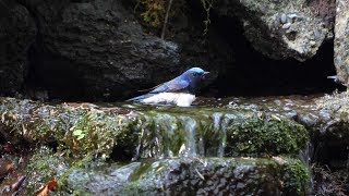 山中湖 大洞の泉のオオルリ（雄）の水浴び　その５４（4K60P動画）