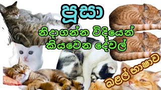 පූසන් ගැන මේ ටික දැනගෙන හිටියද ? | Unknown facts about cats | පූසා ගැන විස්තර | sri lanka animals