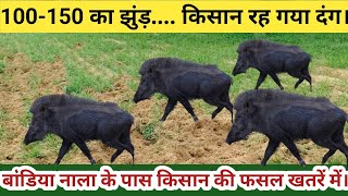 किसान ने पकड़ लिया माथा - 5 बीघा गेहूं की फसल को किया तबाह।।#jangal #jangalisuvar #kheti #kisan