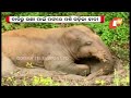 angul elephant indulges in mud bath to get relief from scorching heat