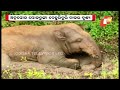 angul elephant indulges in mud bath to get relief from scorching heat