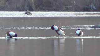 F0268　大分川　ツクシガモ残りの3羽Ⅰ　Oita River　Common shelduck The remaining 3 birdsⅠ