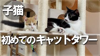 初めてのキャットタワーな子猫と見守る先住猫