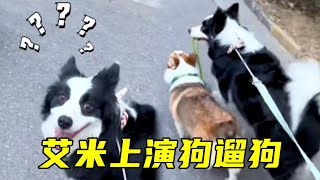 艾米出门牵着妹妹，上演狗遛狗大戏，艾米🐶：这个家没我都得散！【边牧 邓艾米】