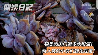 关娱日记：锦类肉肉招人稀罕但是水很深！新入坑的小伙伴们避免踩雷哦！｜多肉植物