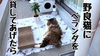 【冬】野良猫にベランダを貸してあげたらこうなった