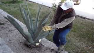 PODA EN AGAVE O MAGUEY GRIS CUAUHTEMOC 2013