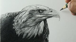 Como desenhar uma Águia americana - PASSO A PASSO - narrado