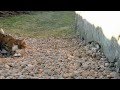 Cat and Stoat (HD)