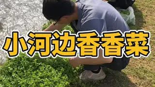 香香菜的这3种吃法你们都会吗？云南 美食 农村美食 记录真实生活