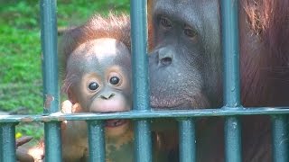 モカちゃんふたたび♪（旭山動物園） - Borneo Orangutan baby \