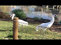 Take a closer look at the new whooping crane habitat at the San Antonio Zoo