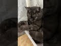 Дайте же коту поспать 😄 шотландскийкот скотишстрайт кошки котики топ funnycats топ рекомендации cat