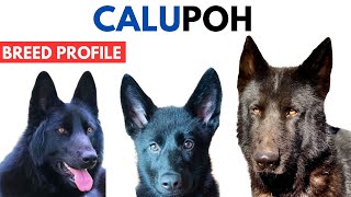 Calupoh Breed Profile History - Price - Traits - Mexican Wolf dog Grooming Needs - Lifespan