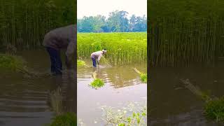 Amazing Rural life Harvesting | Jute Harvesting #harvesting