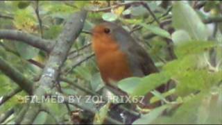 Wildlife Files The European Robin September 2009