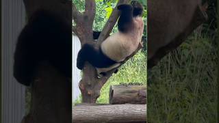 宝力下树和玩乐都在耍杂技Baoli is performing acrobatics while getting down from the tree and playing#大熊猫宝力 #熊猫青宝