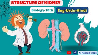 Structure of kidney | Biology-10th | Human kidney | Animation of kidney