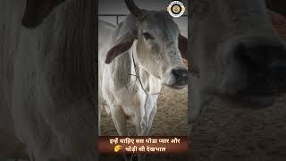 श्री माताजी गौशाला में हो रही है हजारों असहाय और बीमार  गायों का मातृवत पालन  #cow #cowrescue