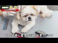 【長生きの秘訣】飼い主のやるべき行動【犬の寿命を伸ばす方法】