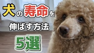 【長生きの秘訣】飼い主のやるべき行動【犬の寿命を伸ばす方法】