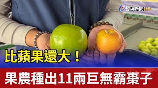 比蘋果還大！果農種出11兩巨無霸棗子