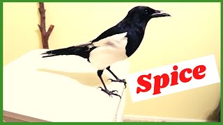 Spice the magpie in training