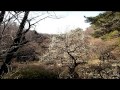 神奈川県横浜市港北区のパワースポット（イヤシロチ）　大倉山公園の梅林