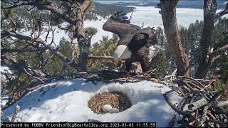 Shadow FOBBV CAM Big Bear Bald Eagle Live Nest - Cam 1 / Big Bear Bald Eagle Wide View - Cam 2