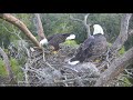 AEF NEFL Eagle Cam 9-15-18: Morning Work!