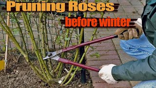 How to Prune Roses in Autumn - Pruning Roses Before Winter