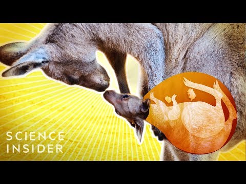 What is another name for kangaroo pouch?